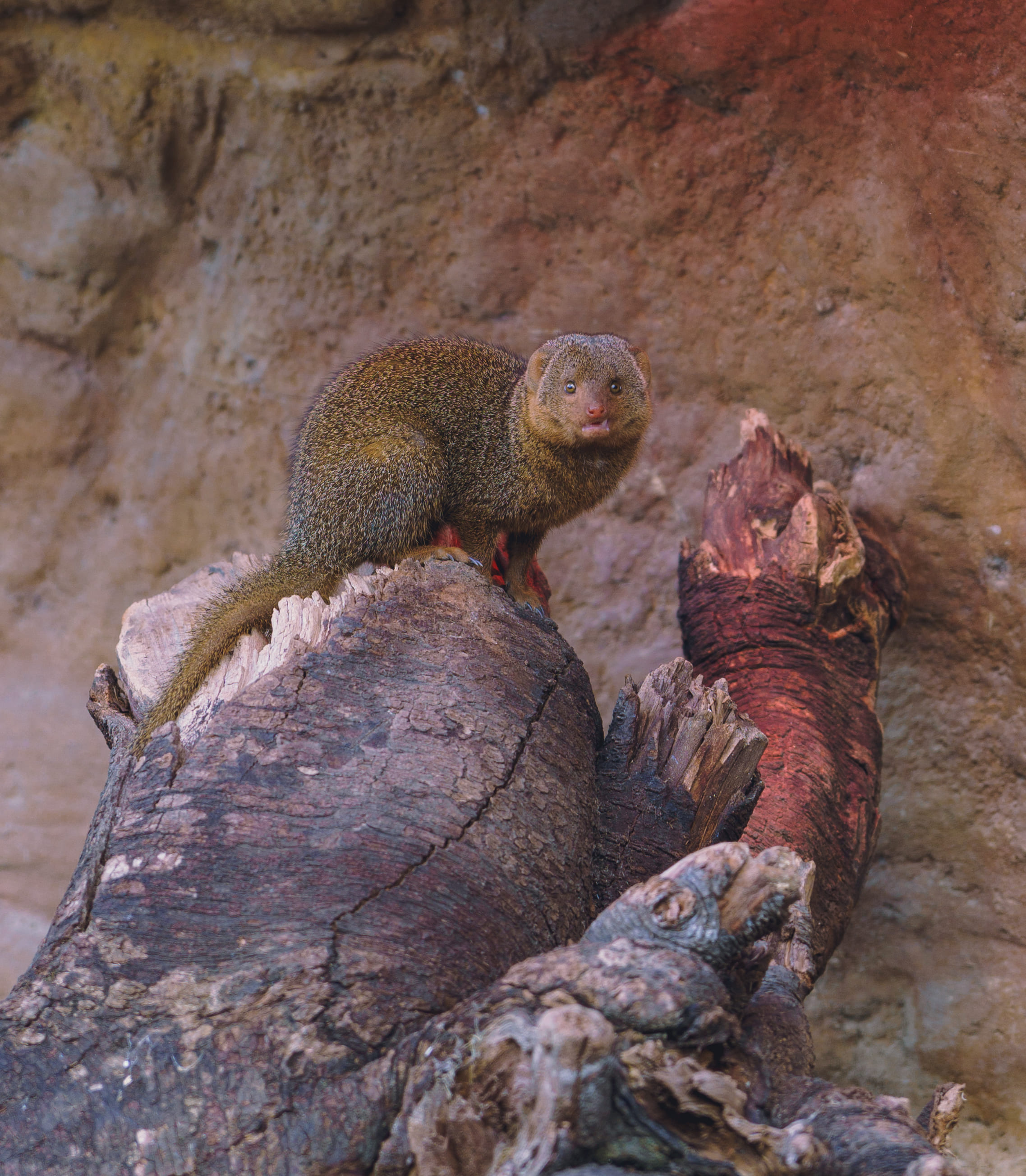 A Mongoose On A Tree Stump